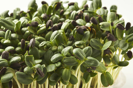 在白色背景下隔离的新鲜微绿色缝合种植健康沙拉的向日葵芽饮食正确图片