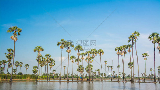 泰国的糖棕榈树景观图片