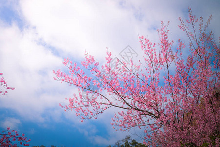 樱花盛开在泰国清迈自然背景图片