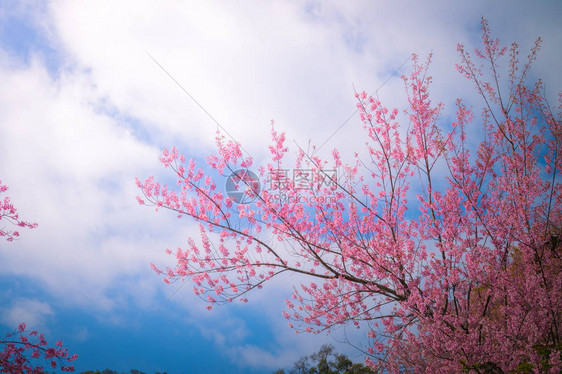 樱花盛开在泰国清迈自然背景图片