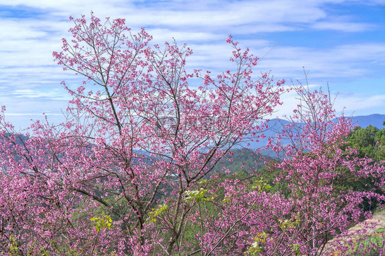 樱花清晨的樱花预示着春天已经回到了每个人的身边当春天来临时图片