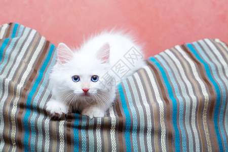 在家里的西伯利亚小猫背景图片