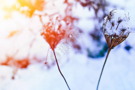 满有雪的干花彩色以蓝图片