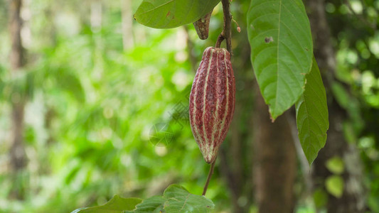 可豆荚果实挂在树枝上可农场种植园紧靠可果作物一种生巧克力水果挂在树枝图片