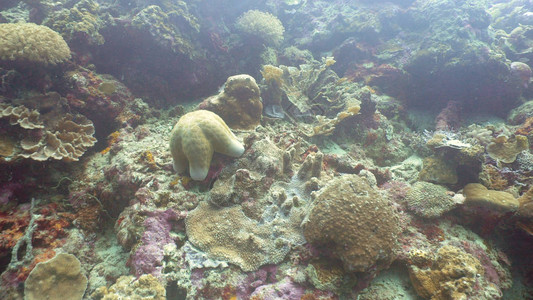 珊瑚间的海星硬珊瑚和软珊瑚在热带海域潜水和浮潜图片