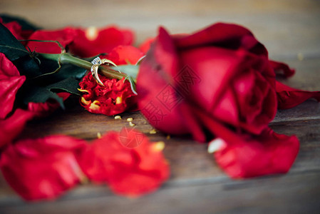 红玫瑰花自然美丽的花朵图片