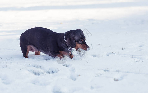 可爱的黑色腊肠犬在雪地里玩耍图片