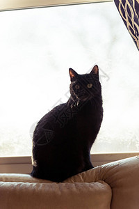 可爱的黑色家猫坐在窗户上图片