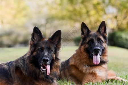 绿草地上的两只德国牧羊犬图片
