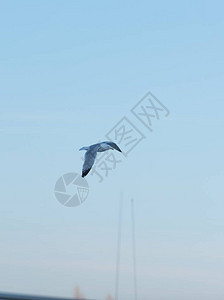 大海鸥在蓝天飞翔图片