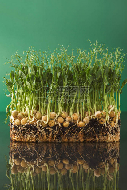新鲜的微绿色隔离在绿色背景反映在玻璃表中为健康沙拉种植豌豆芽吃对了图片