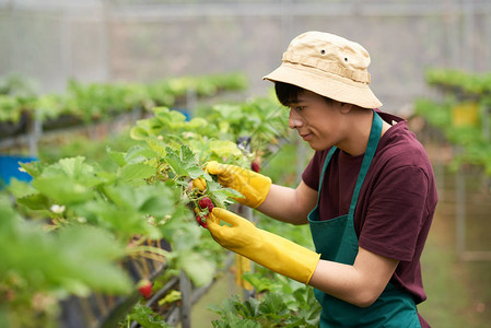 在宽敞的温室里分析开胃新鲜草莓质量图片