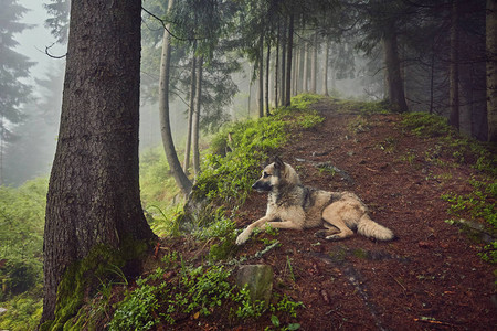猎狗在迷雾的山林里等待背景图片