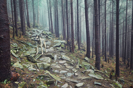 猎狗在迷雾的山林里等待背景图片