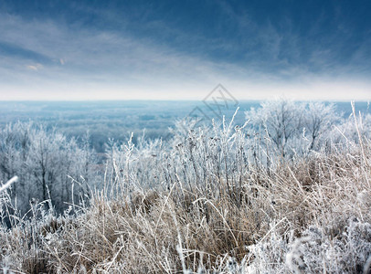 冬季草地上冻草的景观图片