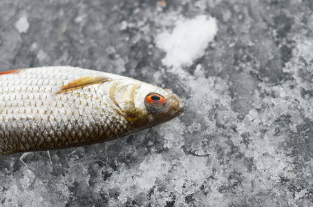 雪山下的小鱼图片