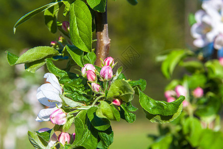 春天拍摄的背景模糊的苹果花图片