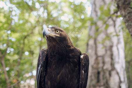 棕鹰在大自然中狩猎图片