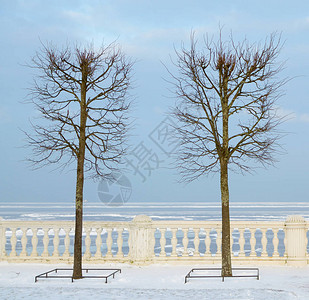 冬天有两棵树在湖边图片