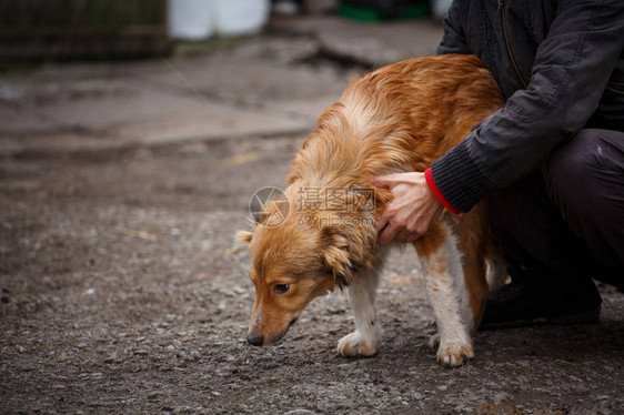 不幸的红发狗人们帮助无家可归的动物无家可图片