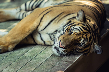 一只美丽的大老虎的特写镜头图片