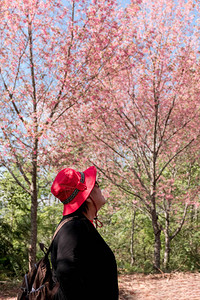 旅游者前往樱园或山上的樱树花园图片