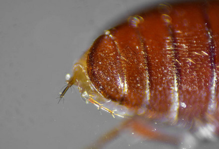 锯齿状谷物甲虫微观世界高清图片微距昆虫高清图片微距昆虫高清图片