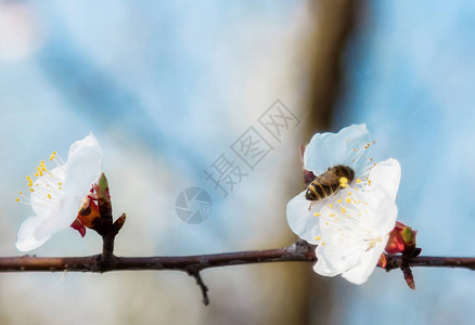 蜜蜂在春月的樱桃花朵上飞翔以柔软为焦点樱花季图片