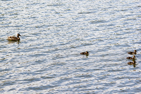 鸭子和小鸭子在湖里图片