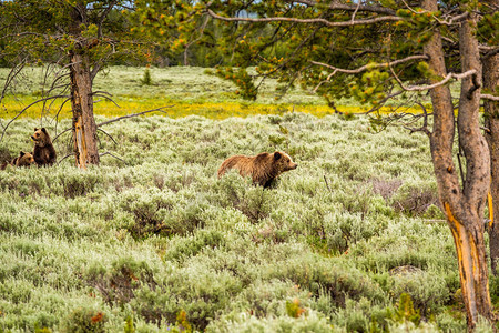 美国怀俄明州黄石公园的灰熊图片