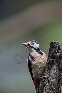 大斑啄木鸟挂在森林树桩上图片