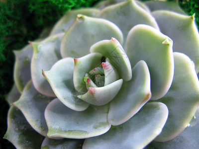 肉质石莲花仙人掌花石玫瑰苔植物微距照片背景图片