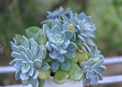 花园里有稀释花盆植物图片