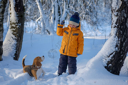 小男孩和比格尔狗在寒冷的阳光日子里在冬季雪覆盖的森林图片