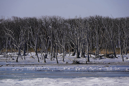 冬季北海道的风景图片