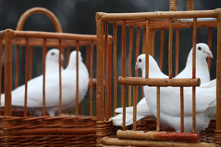 木笼子里的白鸽背景图片