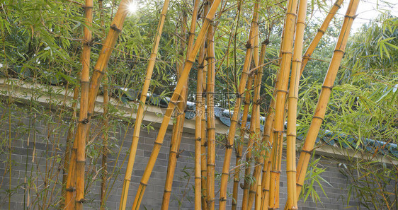 户外绿竹树图片