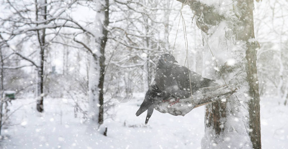 雪下的冬季公园城市公园的暴风雪在积雪覆盖下与全家人一图片