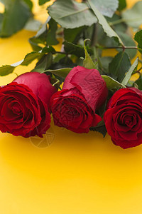 黄色背景上偶尔有美丽的红玫瑰背景图片