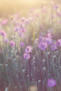 XeranthemumannuumHelishrysum日光下的野背景图片