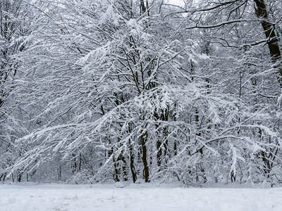 冬天森林景观树木雪自然冷背景图片