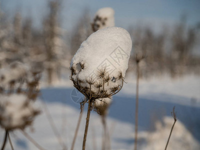 波兰前卫的大雪纷飞的冬天图片