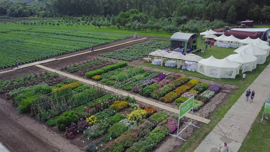 花田空中夹子绿色的田野和鲜花的顶视图种植花卉蔬菜和植被背景图片