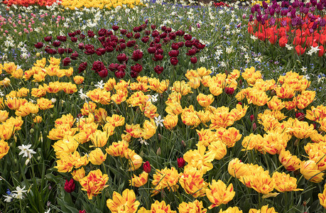 花朵多彩的郁金香和花水仙子背景图片