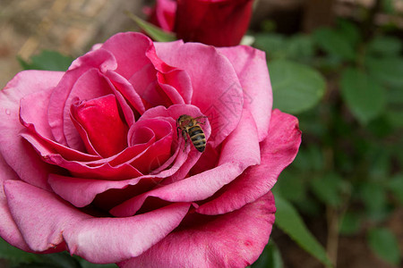 蜜蜂的特写视图在一朵盛开的粉红色玫瑰花上收集花蜜和花粉美丽的粉红玫瑰在植物的绿叶中图片