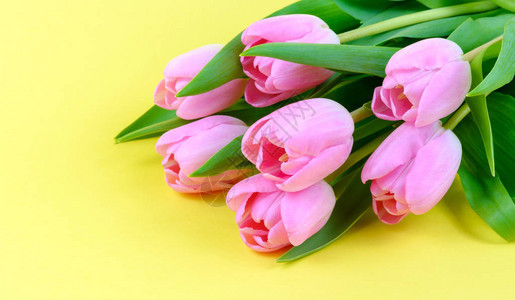 黄色背景上的粉红色新鲜郁金香花束图片