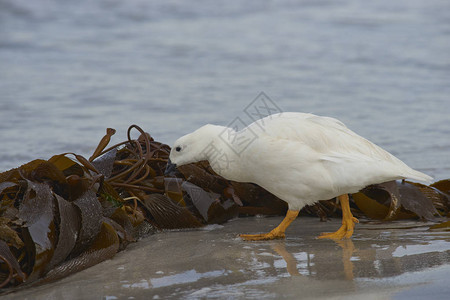 MaleKelpGooseChloephaga混合型麦尔维纳鲁姆在福克兰群岛Bleaker岛海滩的一图片