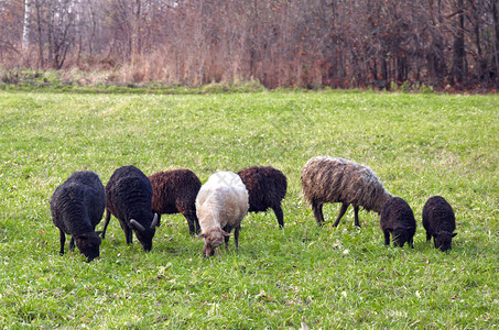 牧中的羊群图片