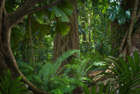 泰国的亚洲热带雨林图片