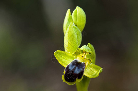 兰花Ophryscinereopyi图片